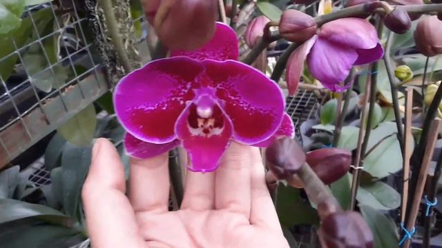 Phalaenopsis Hybrid