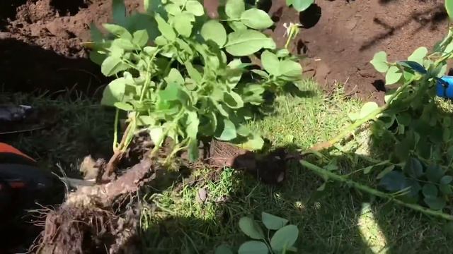 КАК ПЕРЕСАДИТЬ РОЗУ? смотреть онлайн