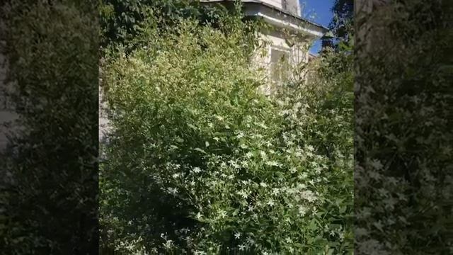 Мои Клематис. Просто красота. Клематис мелко цветковый. смотреть онлайн