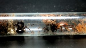 Обзор муравьёв Carebara diversa. #МуравьиЯрославль