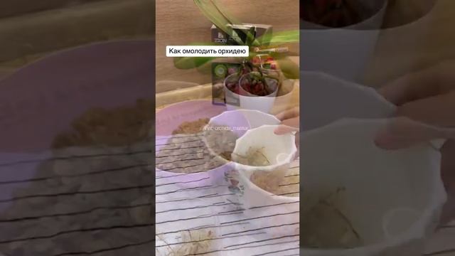 Восстанавливаем Орхирею смотреть онлайн