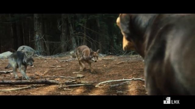 Встреча с пумой. Путь домой 2019/A Dog's Way Home 2019 смотреть онлайн