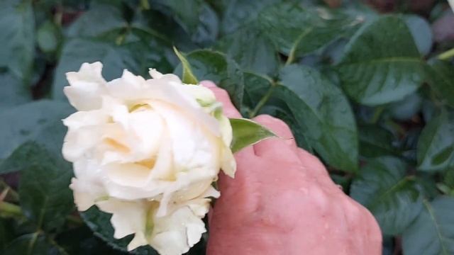 Обзор розы Chopin. смотреть онлайн