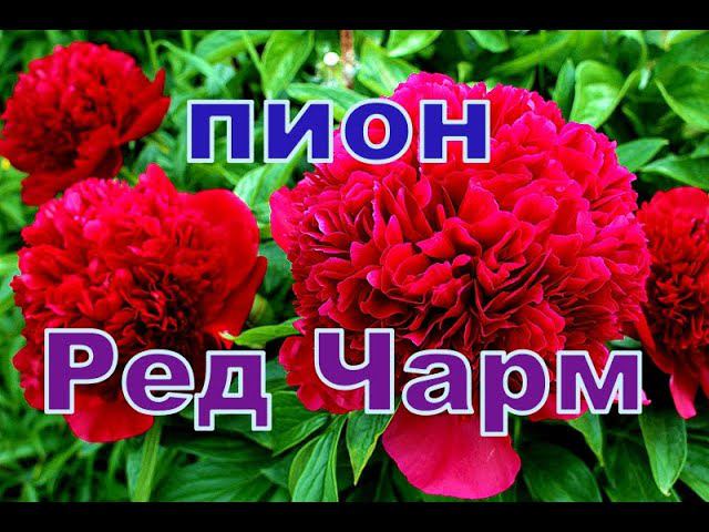 Пион Ред Чарм часть 2 смотреть онлайн