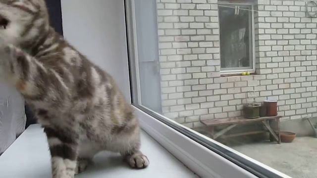 Шотландская плюшевая страйт кошка. смотреть онлайн