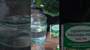 Боремся с вредителями. Гриб метаризиум. Размножаем дома.