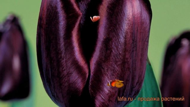 Тюльпан обыкновенный Блэк Джек (tulipa black jack) 🌿 обзор: как сажать, луковицы тюльпаны Блэк Джек смотреть онлайн