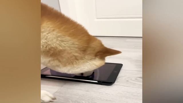 New Funny Videos 2023 -- Cutest Cats and Dogs ---- Part 266(720P_HD).mp4 смотреть онлайн