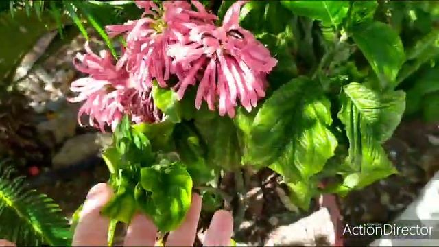 Олины Истории ?️ Влог#57 Новые сукуленты, Астрофитумы- Гимнокалициум цветут,Черепаха смотреть онлайн