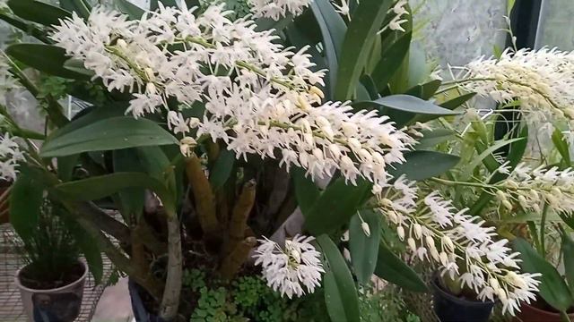 Dendrobium speciosum смотреть онлайн