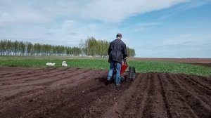 Посадка картофеля мотоблоком Нева на гусеницах