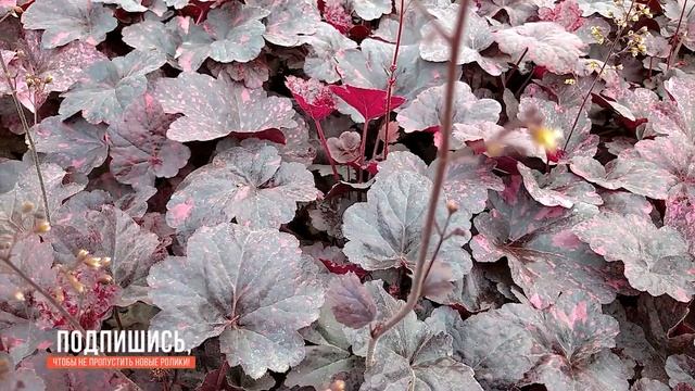 Красивые садовые цветы и музыка для души смотреть онлайн