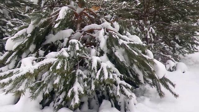 Снежная Зима. 31.01.2022 смотреть онлайн