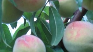 Персики,растущие в Воронежской области!