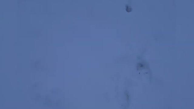 Чьи следы? Собаки или волки? Охота 2021. смотреть онлайн