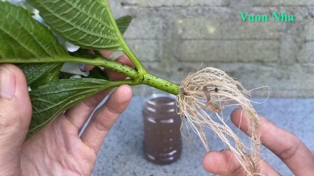 Thử trồng hoa cẩm tú cầu bằng cành hoa | How to grow hydrangeas смотреть онлайн