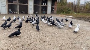 Широкохвостые голуби Велибекова Нурудтина в Мамедкале. Чили, Сизо-Мраморные. Рыжие, Шейки. Дагестан