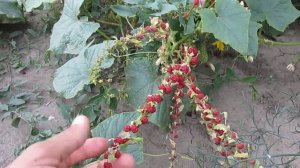 Земляничный шпинат - мои впечатления