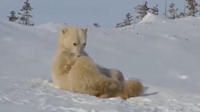 , ЗАПЛУТАЛИ МИШКИ, ЗАПЛУТАЛИ смотреть онлайн