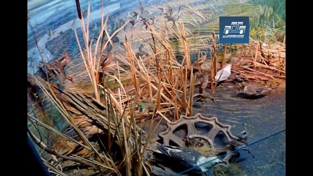 Оса Пермский край / Музей природы Диорама / Путешествуем по Пермскому краю смотреть онлайн