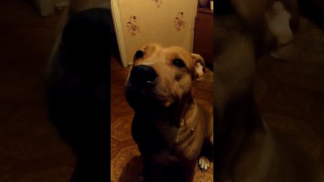 Собака ДОЛЯ поет!!! смотреть онлайн