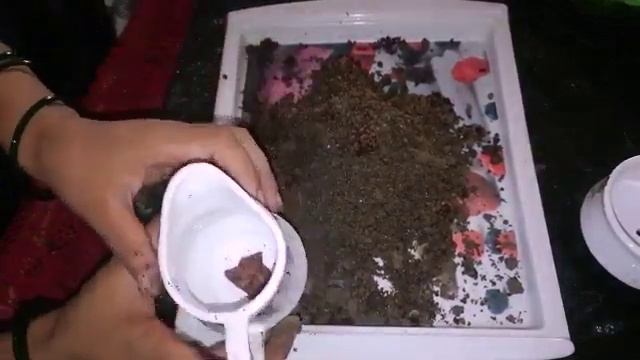 Crasula & Hawarthia Succulent (potting Mix +Re Potting) By Creative Gardening & DIY