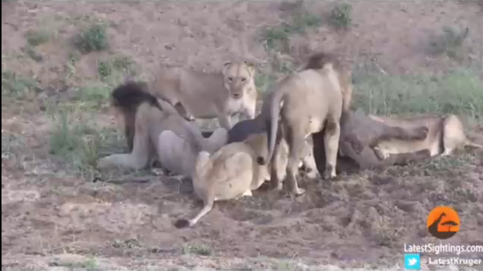 Буйволу крупно повезло смотреть онлайн