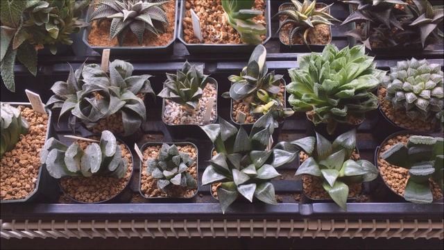 HAWORTHIA SUCCULENT PLANT CARE - WHEN & HOW TO WATER - TRUNCATA MORE