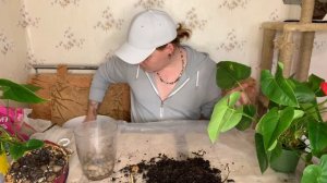 Антуриум .Уход , пересадка , реанимация загнивших корней антуриума !