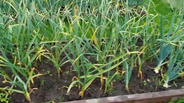 Обзор дачного участка, сделанного своими силами смотреть онлайн