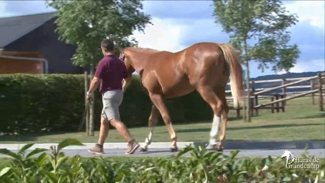 Arqana 2017.08 - N°450 - F./ Havana Gold x Balle Blanche présentée par le Haras de Grandcamp смотреть онлайн