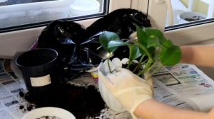 Эпипремнум. Пересадка.