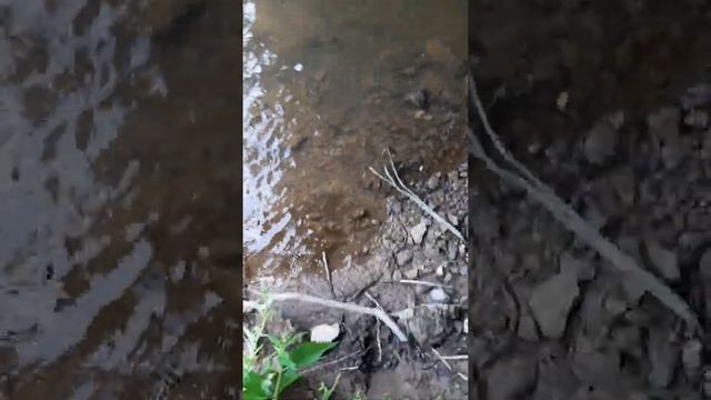 Помыть лапы дело нужное. смотреть онлайн