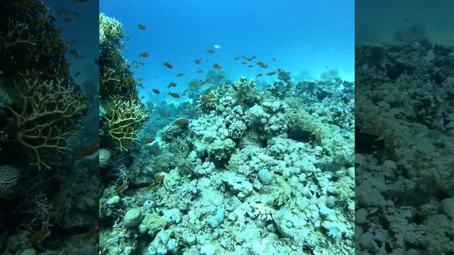 Дайвинг с Gopro 7 в Египте декабрь 2018 смотреть онлайн