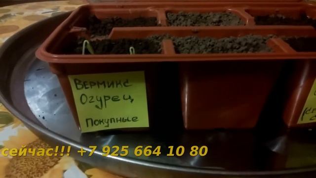 Урожай на зависть всем соседям. Прибавка до 50%. Уникальное удобрение. смотреть онлайн