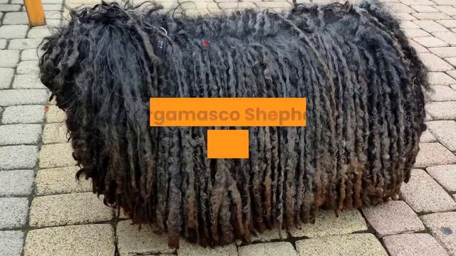 Bergamasco Shepherd: Everything You Need To Know смотреть онлайн