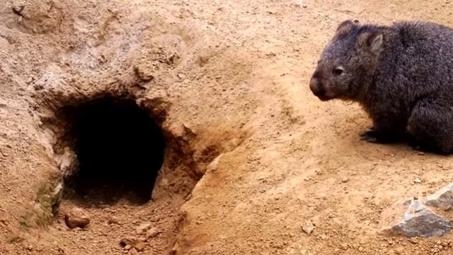 Удивительное животное-ВАМБАТ!!! смотреть онлайн