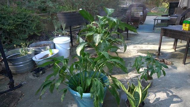 Preparing your Houseplants for the Spring смотреть онлайн