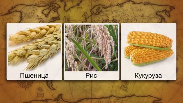 География сельского хозяйства, зерновое хозяйство России. Видеоурок по географии 9 класс смотреть онлайн