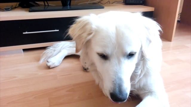 My dog loves this game I Happy dog Petko boop time I Funny dog play смотреть онлайн