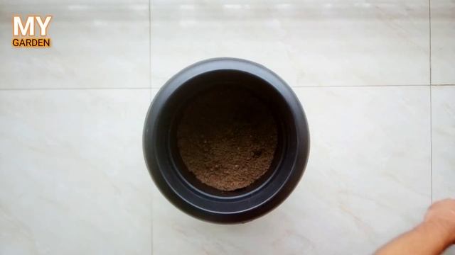 Schefflera Plant Care | Umbrella plant | Indoor plant | Air purifying plant смотреть онлайн