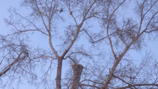 Стаи ворон на деревьях. Кемерово смотреть онлайн