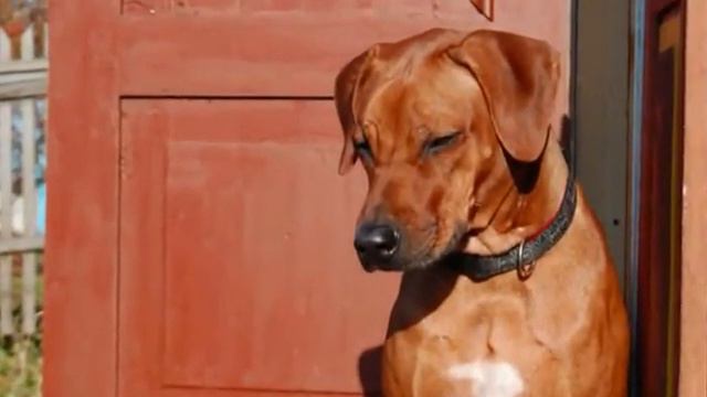 RHODESIAN RIDGEBACK Родезийский риджбек Мэгги 3. Can't help falling in love смотреть онлайн