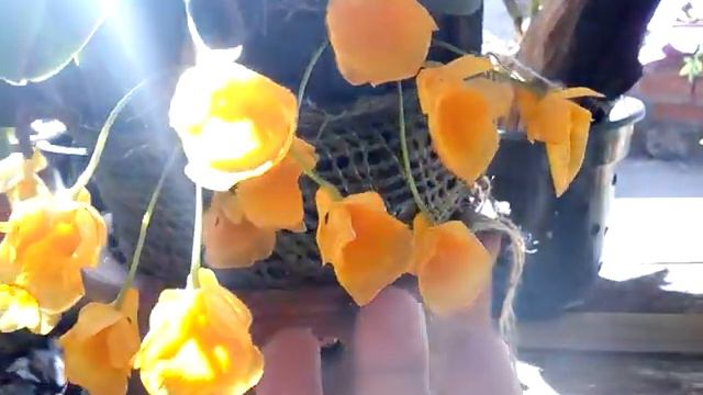 Dendrobium lindleyi ou agregatum forma de cultivo смотреть онлайн