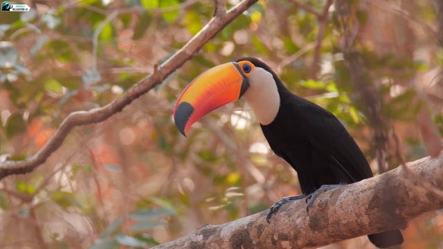 Amazon Wildlife • 4K Nature Relaxation Film • Healing Piano Music In Rain Forest