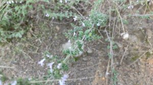 Душевик Котовниковый (Calamintha nepeta)