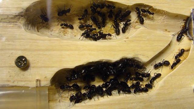 Муравьиная ферма из дерева. Формикарий для camponotus japonicus смотреть онлайн