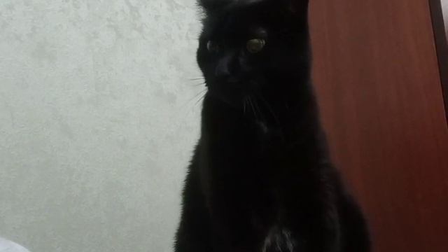 Погладь кота смотреть онлайн