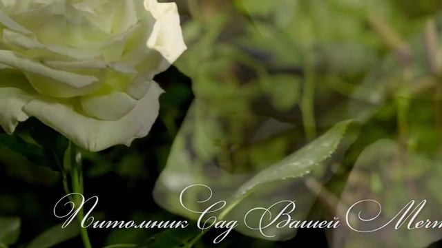 Роза "Schneewalzer" - Питомник "Сад Вашей Мечты" (R-223) смотреть онлайн