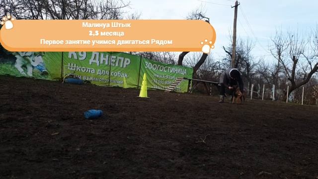 Дрессировка, первое занятие Рядом, малинуа Штык 2,5 месяца. смотреть онлайн